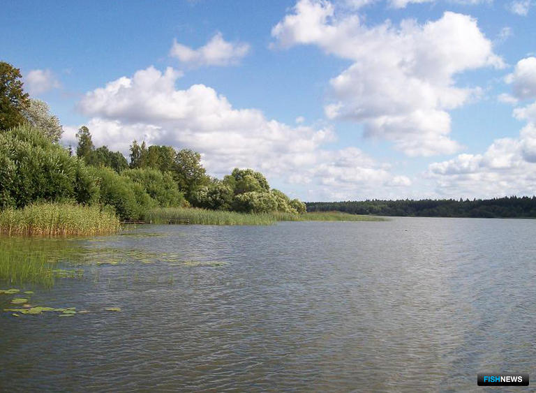 Рыбы озер ленинградской области
