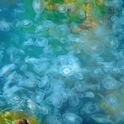 Скопления медуз. Фото пресс-службы АзНИИРХ