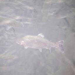 Форель в садковом хозяйстве. Архивное фото