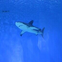 В перечень животных, запрещенных к содержанию, входят и акулы