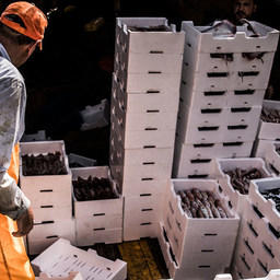 В некоторых странах макрорегиона в рыбной отрасли трудится 10% населения. Фото пресс-службы ФАО/Л. Миникьелло