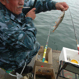 Время создавать оптовый рыбный рынок во Владивостоке
