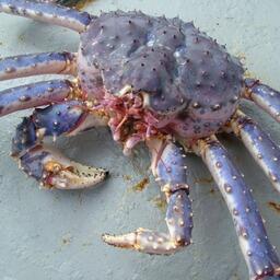 Вопрос о перспективах добычи камчатского и синего крабов подзоны Приморье предприятие задало на заседании Дальневосточного научно-промыслового совета