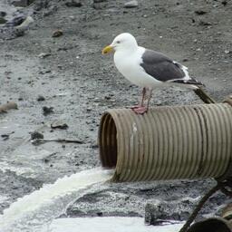 Правительство приняло распоряжение о ставках платы за негативное воздействие на окружающую среду