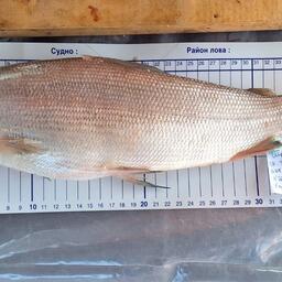 Измерение научного улова. Фото пресс-службы ВНИРО