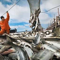 Добыча лосося в Хабаровском крае. Фото пресс-службы правительства региона