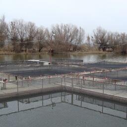 В Астраханской области на аукцион выставили семь речных участков под индустриальную аквакультуру