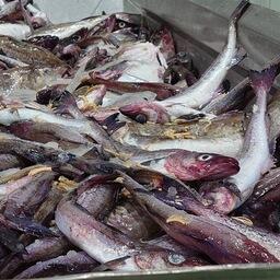 В основном предприятия края сейчас добывают минтай. Архивное фото