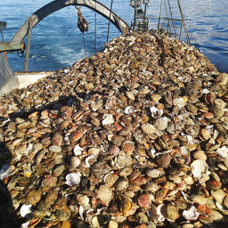 В целом промысловые уловы гребешков специалисты охарактеризовали как высокие и стабильные. Фото пресс-службы ВНИРО
