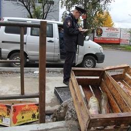 В Хабаровске полицейские ликвидировали две точки незаконной продажи лосося. Фото пресс-службы краевого УМВД России
