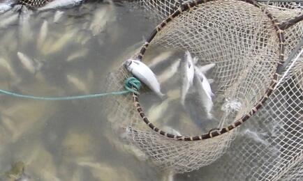 Добыча лосося на Чукотке. Архивное фото