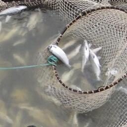 Добыча лосося на Чукотке. Архивное фото