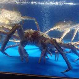 Надзорные органы КНР разрешили поставки живых гидробионтов в страну еще 13 российским экспортерам