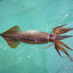 Тихоокеанский кальмар