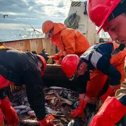 Разбор научного улова. Фото пресс-службы ВНИРО