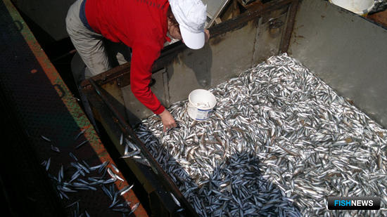Ученые Азовского НИИ рыбного хозяйства и океанографии провели рейс по оценке запасов промысловых рыб Черного моря. Фото пресс-службы института