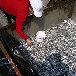 Ученые Азовского НИИ рыбного хозяйства и океанографии провели рейс по оценке запасов промысловых рыб Черного моря. Фото пресс-службы института