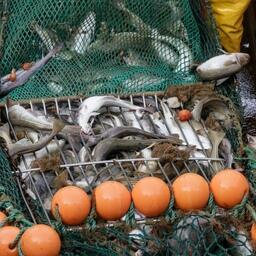 Промысел трески и пикши на Северном бассейне. Фото предоставлено АТФ