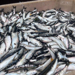 Специалисты ВНИРО проанализировали промысел сахалино-хоккайдской сельди. Фото пресс-службы института