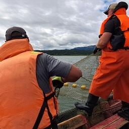 Добыча лосося на Сахалине