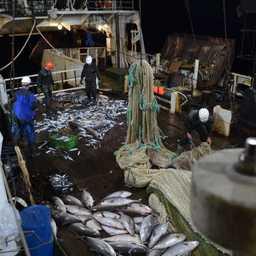 Специалисты АтлантНИРО выполняют съемки рыбных запасов в водах Марокко. Фото пресс-службы филиала