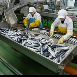 С начала года в Республике Дагестан переработали рекордное количество рыбы — более 4,3 тыс. тонн. Фото пресс-службы регионального комитета по рыбному хозяйству