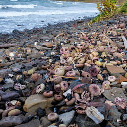 «Красные приливы» стали причиной массовой гибели морских организмов. Фото пресс-службы правительства Камчатки