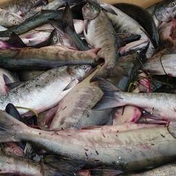 Магаданская область — регион добычи тихоокеанских лососей