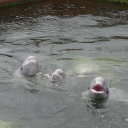 Депутаты решили регламентировать работу центров реабилитации для травмированных и конфискованных диких животных. Архивное фото