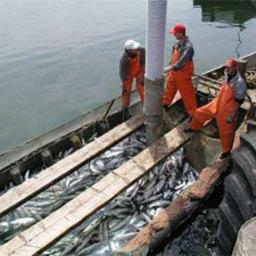 Сахалинские рыбаки на пути к устойчивому рыболовству
