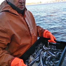 Корюшка идет в рыбацкие сети. Фото пресс-службы правительства Ленинградской области
