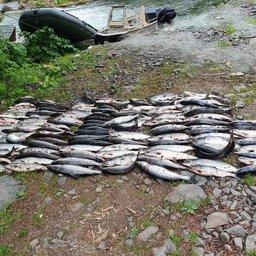 Изъяты около 200 кг ценных лососей, одна из лодок и сеть. Фото пресс-службы СВТУ
