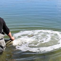 Крымский рыбопитомник выпускает рыб для мелиорации водохранилищ. Фото пресс-службы минсельхоза республики