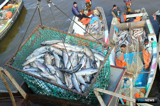 Добыча лосося на Амуре. Фото пресс-службы компании «Дикий улов»