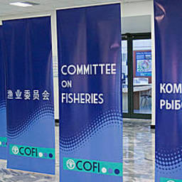 «Рыбный» Комитет ФАО съехался на сессию. Фото пресс-службы ФАО