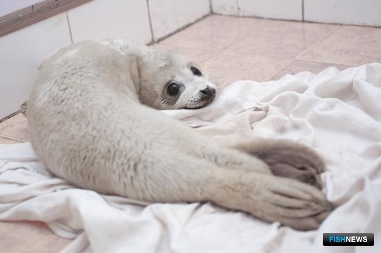 Центр оказывает экстренную помощь тюленям, попавшим в беду: например, детенышам, слишком рано разлученным с самкой. Фото пресс-службы центра