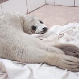 Центр оказывает экстренную помощь тюленям, попавшим в беду: например, детенышам, слишком рано разлученным с самкой. Фото пресс-службы центра
