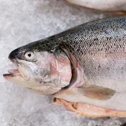 Рыбоводам Карелии помогут со страхованием урожаев