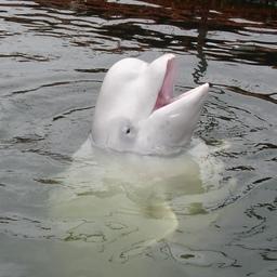 Белуха — один из самых популярных обитателей российских дельфинариев