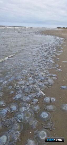 Наука отслеживает распределение медуз в Азовском море