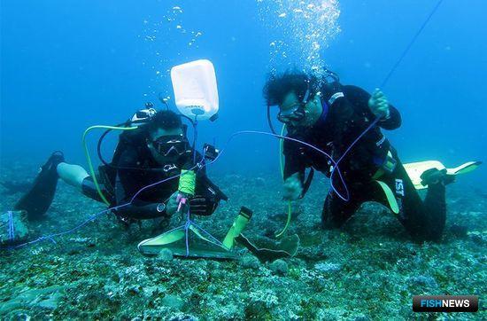 Исследователи устанавливают гидрофоны у побережья Бали, чтобы измерить эффект Ниепи (Ниепи – День тишины на Бали). Фото Hanggar Prasetio, CI Индонезия (The Nature)