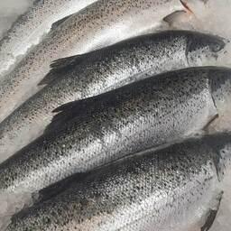 В Херсонской области возрождают рыбную отрасль. Архивное фото