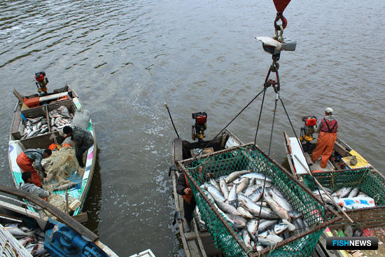Основное сырье для «Дикого Улова» добывают рыбаки «Рыболовецкой артели «Гера» на рыбопромысловых участках на реке Амура. Фото Марины Кабушкиной