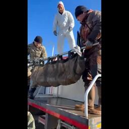 Маточное стадо русского осетра перевозят в Дагестан. Кадр видео, опубликованного Северо-Кавказским теруправлением Росрыболовства