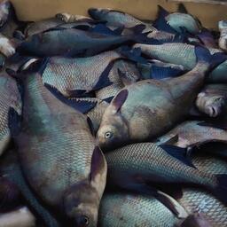 На торги выставили в том числе две доли квот леща