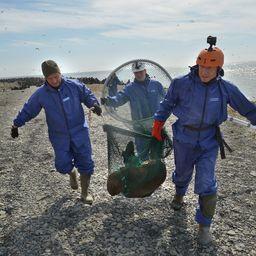 Экспедиция отрабатывала технику отлова травмированных животных на берегу. Фото инициативной группы «Друзья океана»