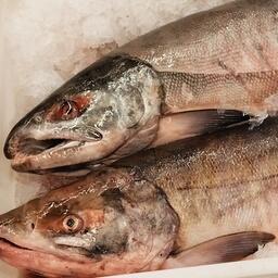 Рыбака из Холмска обвиняют в нелегальной добыче кеты. Архивное фото