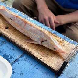 Особое внимание уделили запасам стерляди. Фото пресс-службы Тюменского филиала ВНИРО