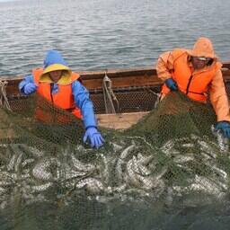 Промысел лосося на рыболовных участках в Сахалинской области