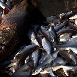 Предприятие в Саратовской области воспользовалось правом получить рыболовный участок без торгов. Архивное фото